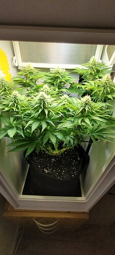 Growreport Bild 1