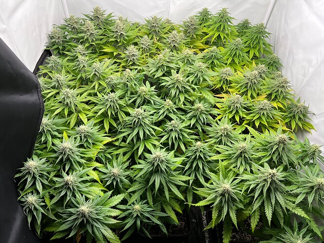 Growreport Bild 9