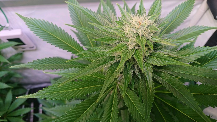 Growreport Bild 13