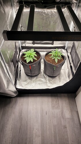Growreport Bild 11