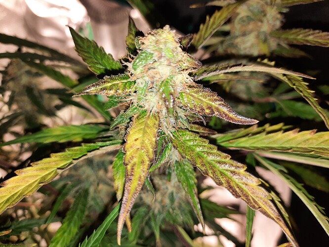 Growreport Bild 24