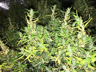 Growreport Bild 9