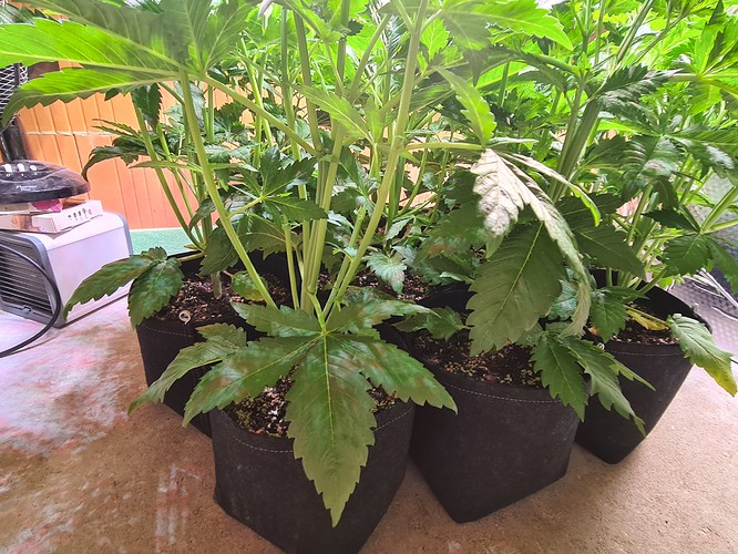 Mehrere Cannabis-Pflanzen in Vlies-Töpfen, die sich dicht aneinander drängen. Die Blätter zeigen einige braune Flecken.