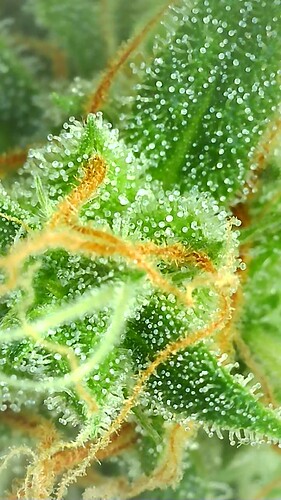 Growreport Bild 11