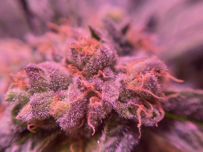 Growreport Bild 35