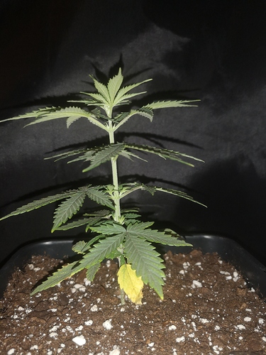 Growreport Bild 3