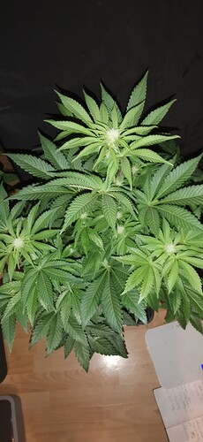 Growreport Bild 25