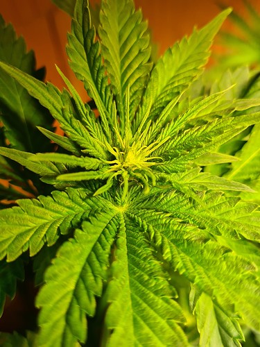 Nahaufnahme der Spitze einer jungen Cannabispflanze mit hellgrünen Blättern, die sich entfalten.