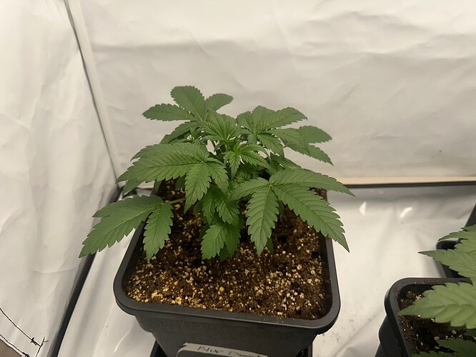Growreport Bild 13