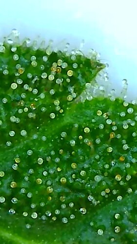 Growreport Bild 6