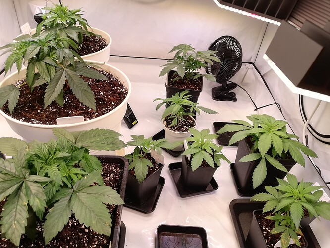 Growreport Bild 7