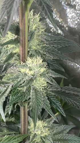 Growreport Bild 17