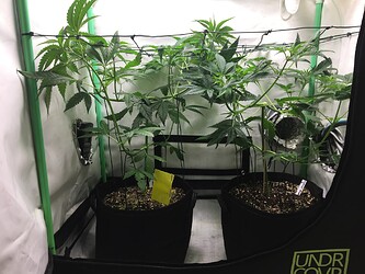 Growreport Bild 6