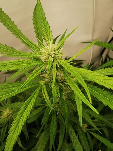 Growreport Bild 4