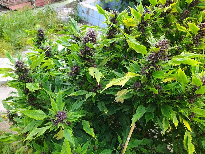 Growreport Bild 7