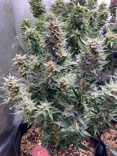 Growreport Bild 2