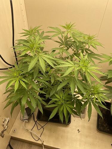 Growreport Bild 5