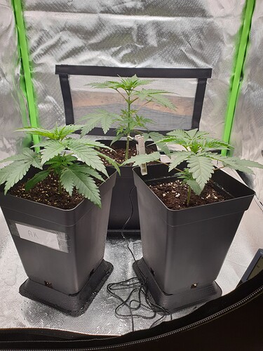 Growreport Bild 3