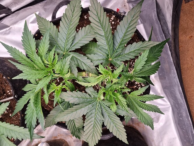 Growreport Bild 36
