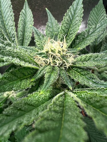 Growreport Bild 6