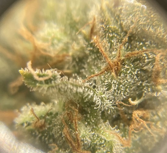 Growreport Bild 5