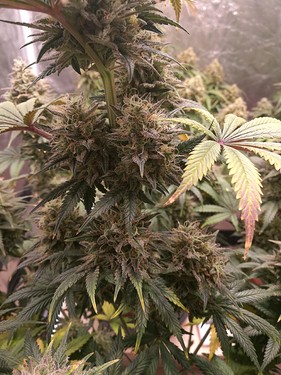 Growreport Bild 19