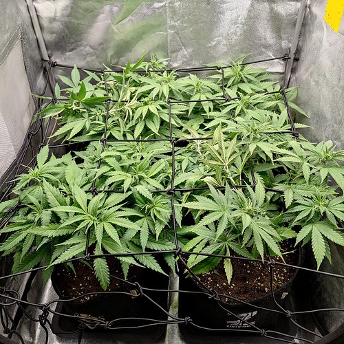 Growreport Bild 1
