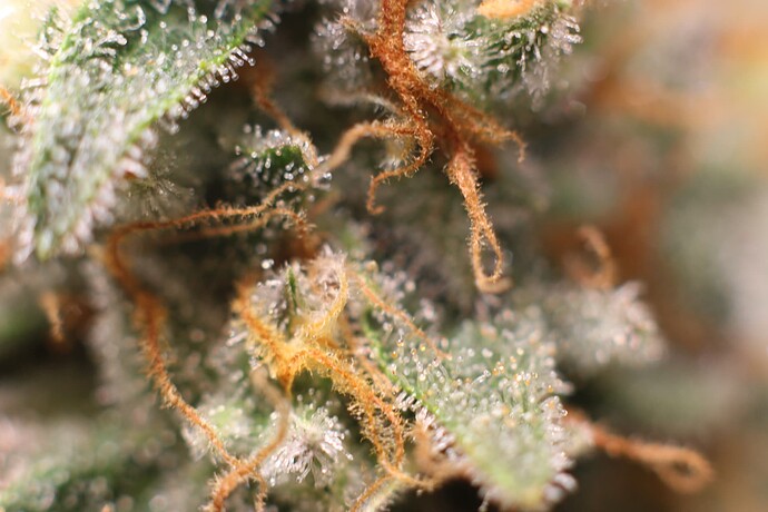 Growreport Bild 39