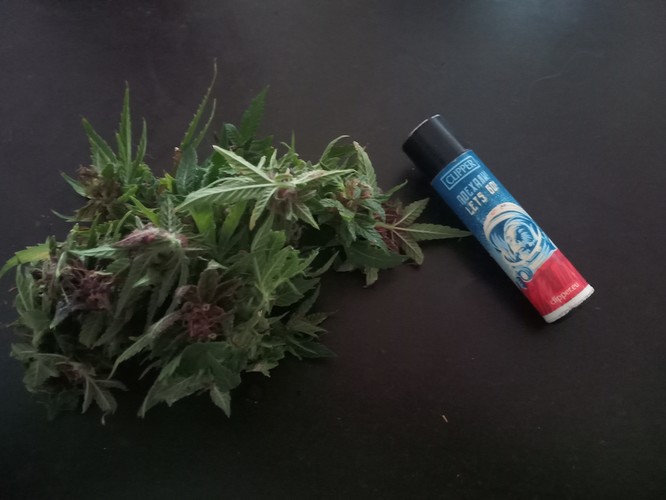 Growreport Bild 30