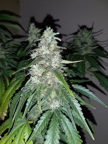 Growreport Bild 3