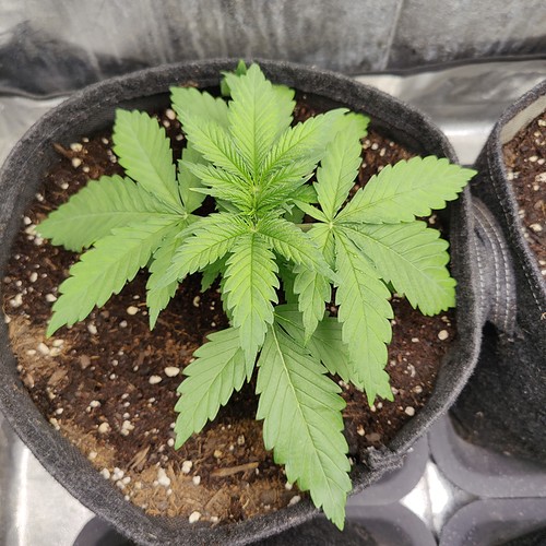 Growreport Bild 13