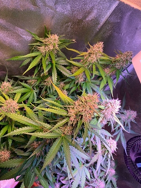 Growreport Bild 11
