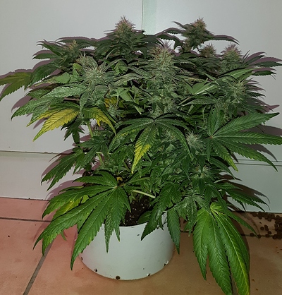 Growreport Bild 7