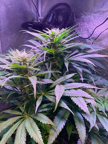 Growreport Bild 6