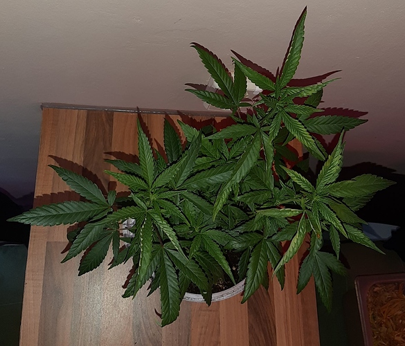 Growreport Bild 14