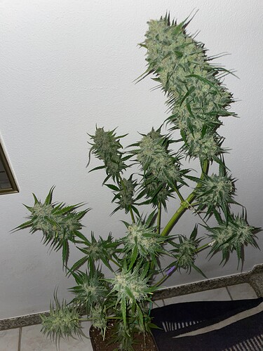 Growreport Bild 20