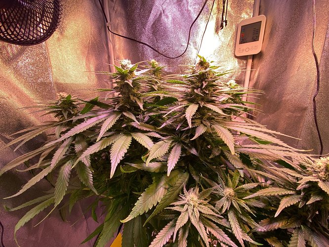 Growreport Bild 8