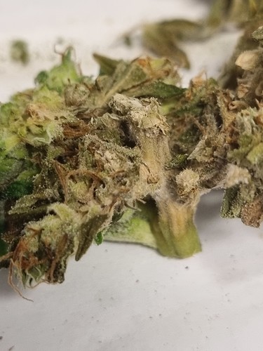 Growreport Bild 1