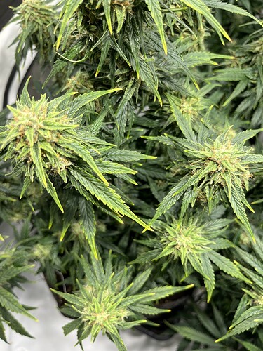 Growreport Bild 19