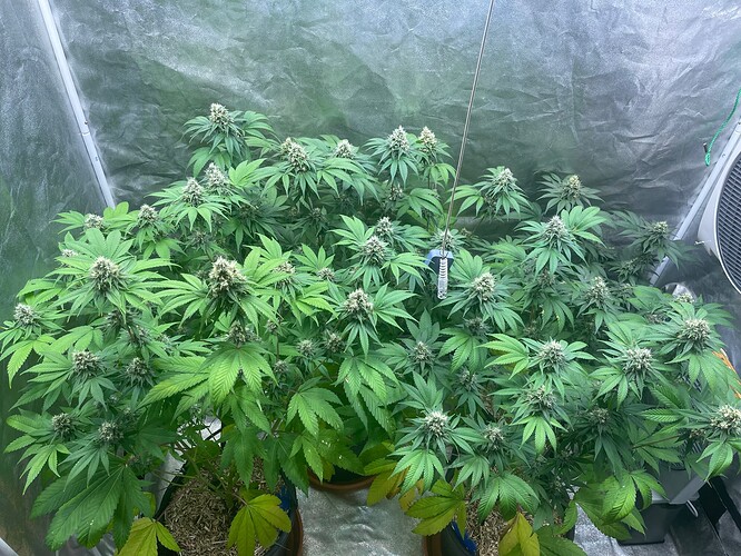 Growreport Bild 1