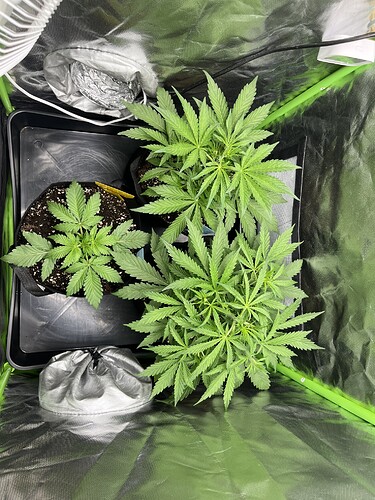 Growreport Bild 20