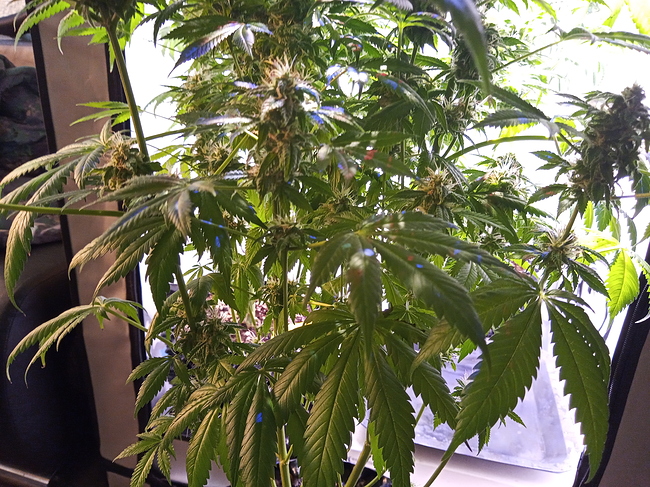 Growreport Bild 10