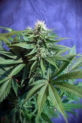 Growreport Bild 34