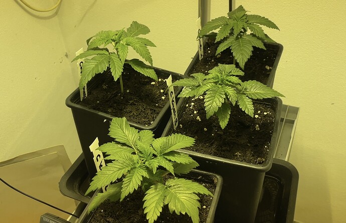 Growreport Bild 5