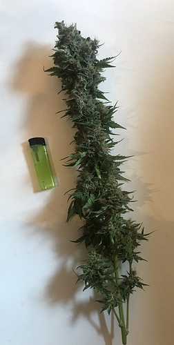 Growreport Bild 16