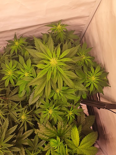 Growreport Bild 8
