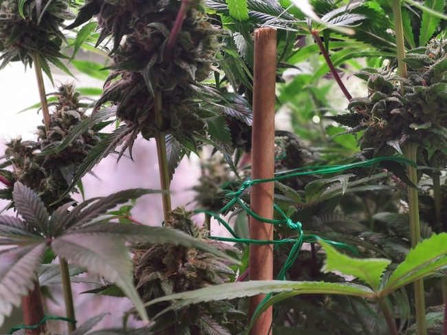 Growreport Bild 2