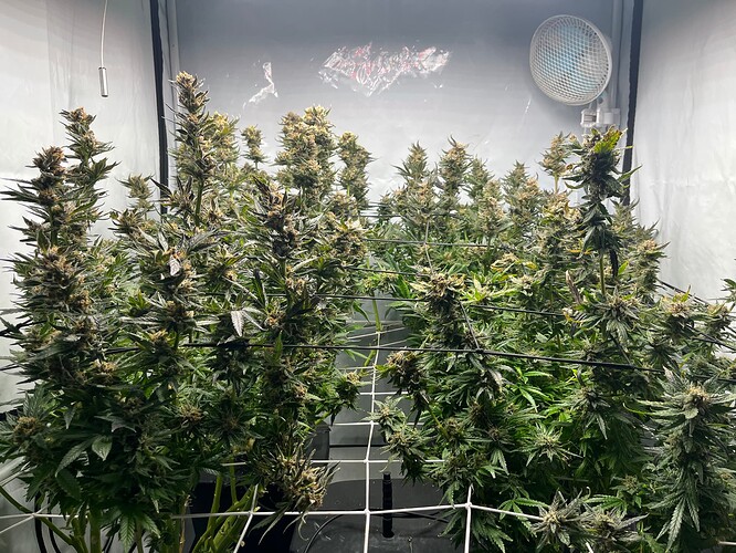 Growreport Bild 4