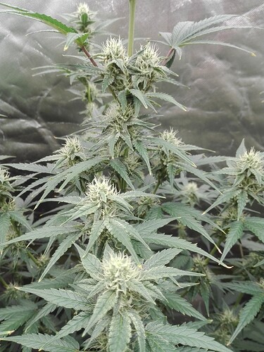 Growreport Bild 6