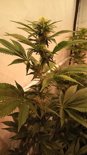 Growreport Bild 10